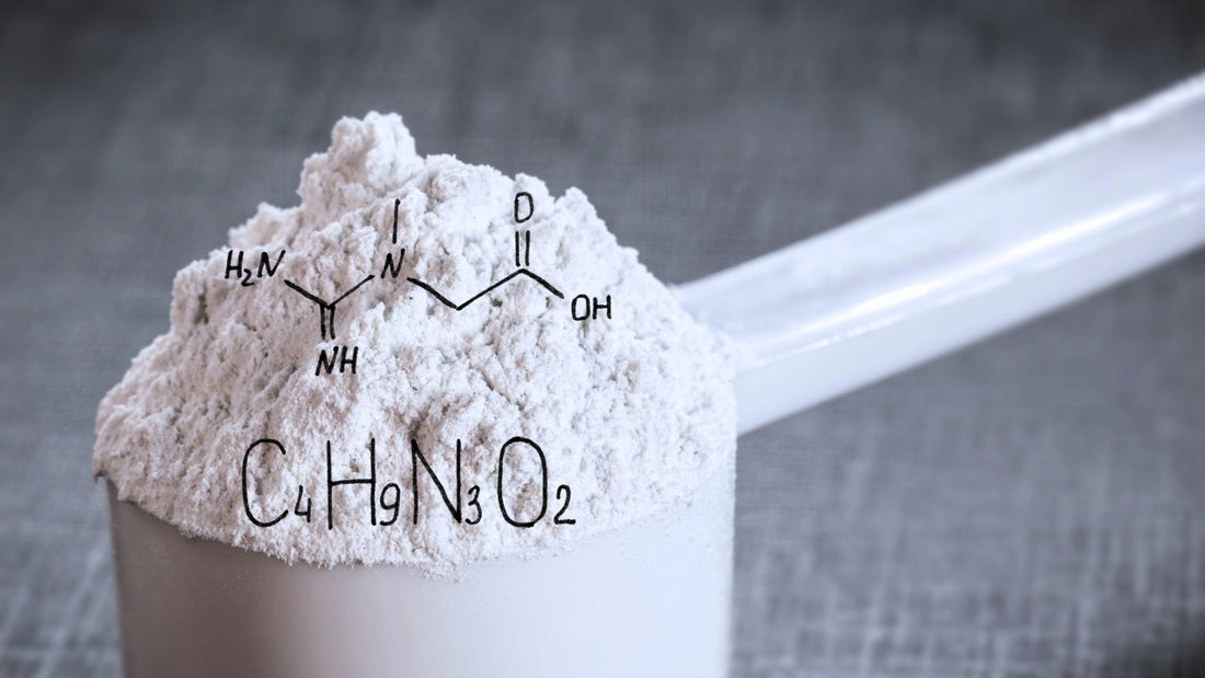 Kreatin: Yeniden Keşfedilen Bir Destek